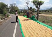 BHABINKAMTIBMAS DESA CEMPI JAYA PANTAU LAHAN JAGUNG WARGA, DUKUNG KETAHANAN PANGAN MENUJU INDONESIA EMAS