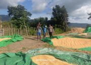 BHABINKAMTIBMAS DESA HU’U PANTAU HASIL PANEN JAGUNG WARGA, DORONG PENYALURAN KE BULOG UNTUK DUKUNG KETAHANAN PANGAN NASIONAL