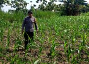 Polsek Grabagan polres Tuban Polda Jawa Timur Dukung Penuh Swasembada Pangan Presiden Prabowo Melalui Pendampingan Petani