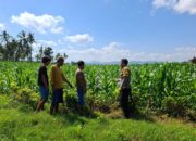 BHABINKAMTIBMAS POLSEK KEMPO DAMPINGI PETANI PANTAU LAHAN JAGUNG, DORONG PEMANFAATAN LAHAN UNTUK TINGKATKAN KETAHANAN PANGAN