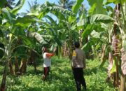 BHABINKAMTIBMAS DESA DOREBARA SAMBANGI PETANI PISANG, BERIKAN EDUKASI DAN DORONG PENINGKATAN KESEJAHTERAAN MASYARAKAT