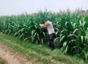 Bhabinkamtibmas Desa Kembangbilo Pantau Perkembangan Tanaman Jagung di Wilayah Binaan