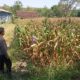 Polri Dukung Astacita, Bhabinkamtibmas Desa Cengkong Polsek Parengan Polres Tuban cek lokasi Tanaman Jagung milik warga di Desa Cengkong Kec. Parengan Kab. Tuban