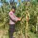 POLSEK BANGILAN DUKUNG PROGRAM KETAHANAN PANGAN MELALUI MONITORING TANAMAN JAGUNG