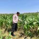 POLSEK BANGILAN AKTIF DUKUNG KETAHANAN PANGAN MELALUI MONITORING TANAMAN JAGUNG