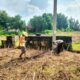 Polsek Jatirogo Polres Tuban tanam bibit jagung bersama Petani di lahan produktif milik warga Desa Sugihan