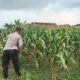 Polsek Jatirogo Pantau Ladang Jagung Warga Desa Dingil, Wujud Nyata Dukung Astacita