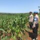 Polri Dukung Astacita, Polsek Merakurak Polres Tuban Turun Cek Tanaman Jagung Warga di Desa Tuwiri Kulon