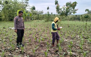 Dalam rangka mendukung Program ASTACITA, Bhabinkamtibmas Desa Pacing Polsek Parengan Polres Tuban sambang petani jagung di Desa Pacing Kec. Parengan