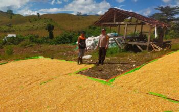 Bhabinkamtibmas Desa Jala Pantau Penjemuran Jagung, Dorong Ketahanan Pangan dan Kesejahteraan Petani