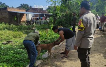 Cegah Penyebaran Penyakit pada Hewan, Bhabinkamtibmas Telaga Bertong Aktif Dampingi Program Vaksinasi Puskeswan