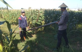 Anggota Bhabinkamtibmas Polsek Jenu Polres Tuban Turun ke Ladang, sambang lahan pertanian.