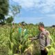 Bripka Nasri Anggota Polsek Bancar Polres Tuban Melaksanakan Monitoring Tanaman Jagung di Desa Tlogoagung
