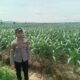Polsek Singgahan Polres Tuban Turun Cek Tanaman jagung Warga di Desa Lajo Lor