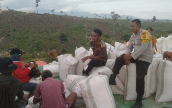 Bhabinkamtibmas Polsek Woja Pantau Panen Jagung Warga, Wujud Dukungan Polri terhadap Program Ketahanan Pangan Nasional