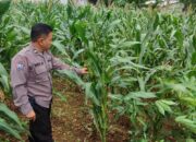 Polri Dukung Astacita, Polsek Merakurak Polres Tuban Turun Cek Tanaman Jagung Warga di Desa Tuwiri Wetan