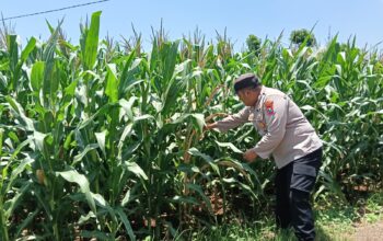 Bhabinkamtibmas Desa Sumurgung Monitoring Lahan Jagung Warga Dukung Ketahanan Pangan