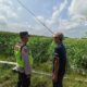 Polri Dukung Astacita, Polsek Rengel Polres Tuban Turun Cek Tanaman Padi Warga di Desa Pekuwon