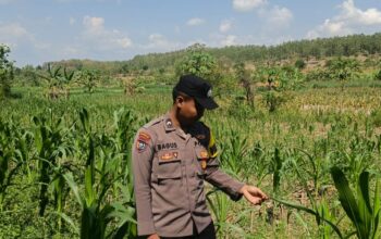 Dalam rangka mendukung Program ASTACITA, Bhabinkamtibmas Desa Pacing Polsek Parengan Polres Tuban sambang lokasi tanaman jagung di Desa Pacing Kec. Parengan