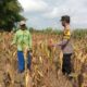 Monitoring Tanaman Jagung Warga di Desa Binaan, Bhabinkamtibmas Desa Wanglukulon Polsek Senori Polres Tuban Dukung Ketahanan Pangan