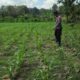 POLSEK BANGILAN AKTIF MONITORING KETAHANAN PANGAN TANAMAN JAGUNG