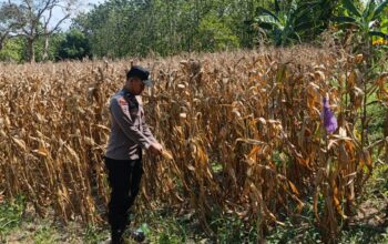 Polri Dukung Astacita, Bhabinkamtibmas Desa Pacing Polsek Parengan Polres Tuban Cek Lokasi Tanaman Jagung milik petani Di Desa Pacing Kec. Parengan
