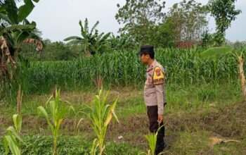 Polri Komitmen Dukung Ketahanan Pangan: Bhabinkamtibmas Polsek Kenduruan Polres Tuban Cek Langsung Tanaman Jagung Warga