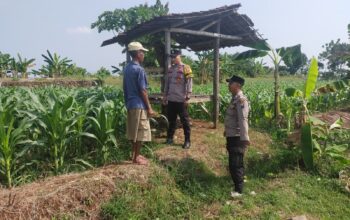 Kanit Binmas Bersama Bhabinkamtibmas Polsek Tuban Monitoring Lahan Jagung Warga Dukung Ketahanan Pangan