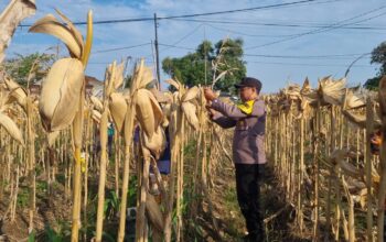 *AIPTU CUCUK SUMULYONO DAMPINGI KADES NGAMPELREJO PANEN JAGUNG, WUJUD NYATA SINERGI POLRI DAN MASYARAKAT BANCAR*