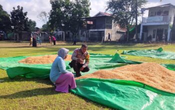Bhabinkamtibmas Desa Sawe Pantau Penjemuran Jagung Warga, Dorong Penyaluran Hasil Panen ke Bulog
