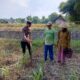 Bhabinkamtibmas Wanglukulon Polsek Senori Polres Tuban Dampingi Petani Jagung Tanam Benih, Wujudkan Ketahanan Pangan Nasional