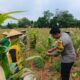 Wujud Kedekatan dengan Masyarakat, Bripda Dodi Eko Turun Ke Sawah Bantu Petani Panen Jagung di Bancar