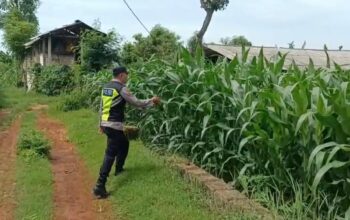 Polri Dukung Astacita, Polsek Semanding Polres Tuban Turun Cek Tanaman jagung milik Warga di Desa Kowang