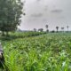Polsek Plumpang Polres Tuban Turun Langsung Cek Tanaman Jagung Warga