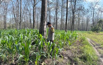 Polri Dukung Astacita, Bhabinkamtibmas Desa Parangbatu Polsek Parengan Polres Tuban sambang Lokasi Tanaman Jagung Di Desa Parangbatu Kec. Parengan