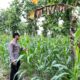 Bhabinkamtibmas Desa Kaligede Polsek Senori Polres Tuban Cek Tanaman Jagung Warga, Dukung Ketahanan Pangan