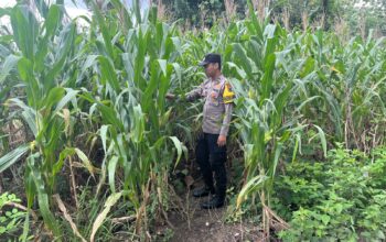 Dukung Swasembada Pangan, Polsek Bangilan Rutin Monitoring Lahan Pertanian