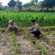Polri Dukung Astacita, Polsek Grabagan Polres Tuban Turun Cek Tanaman jagung milik Warga di Desa Grabagan