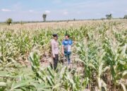 Polsek Tambakboyo Polres Tuban Turun Cek Tanaman jagung Warga di Desa Ngulahan