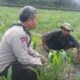 Bhabinkamtibmas Sandik Kawal Ketahanan Pangan Lewat Sektor Jagung