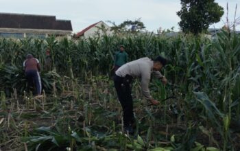 Polsek Labuapi Gerakkan Warga Tanam Jagung di Lahan Kosong