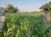 Strategi Polsek Labuapi Optimalkan Kualitas Panen Jagung di Lombok Barat