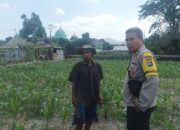 Bhabinkamtibmas Desa Sandik Kawal Ketahanan Pangan Petani Jagung