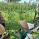 Polsek Labuapi Dorong Ketahanan Pangan di Bagik Polak Barat