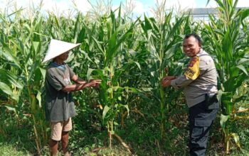 Strategi Polsek Labuapi Turun ke Sawah, Jaga Ketahanan Pangan Lewat Perawatan Jagung di Bagik Polak
