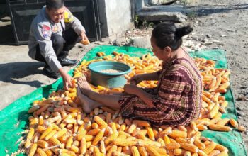 Gukung Program Ketahanan Pangan Bhabinkamtibmas Desa Bagik Papan Cek Hasil Panen Jagung