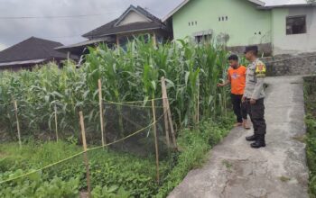 Bhabinkamtibmas Desa Paokmotong Monitoring Program Ketahanan Pangan, Dukung Swasembada Pangan Pemerintah