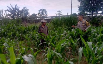 Polsek Labuapi Kawal Ketahanan Pangan dan Stabilitas Harga Pangan di Lombok Barat