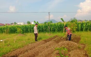 Sinergi Polri dan Petani, Polsek Labuapi Optimalkan Sektor Pertanian Demi Ketahanan Pangan