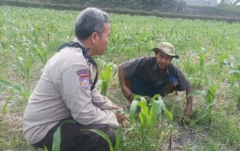 Perkuat Ketahanan Pangan Nasional, Polsek Batulayar Bergerak Pendampingan Lahan Produktif
